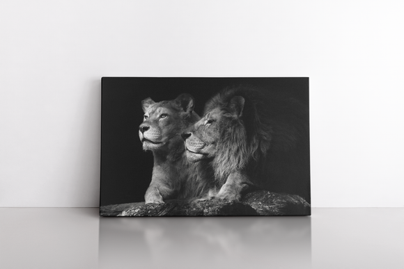 Portrait of a Sitting Lions Couple