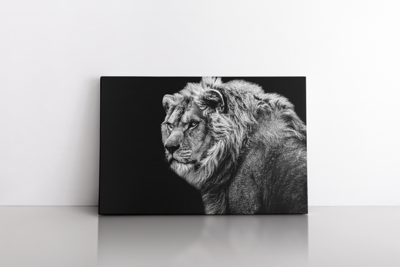 Black and White Lion with Black Background