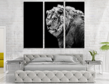 Black and White Lion with Black Background