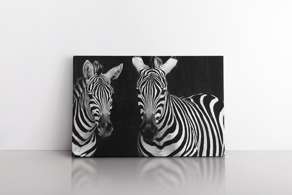 Zebras on the Black Background