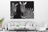 Zebras on the Black Background