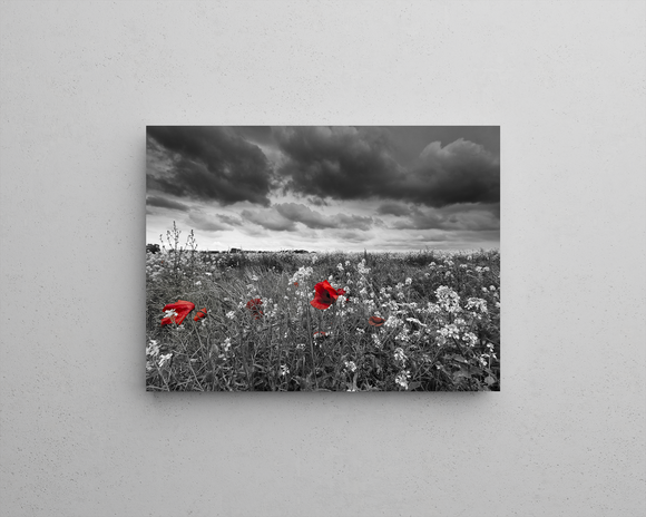 Poppies in a Field in Black and White