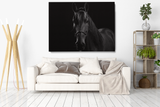 Horse Black Portraits