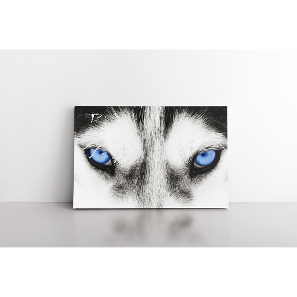 Blue Eyes Wolf