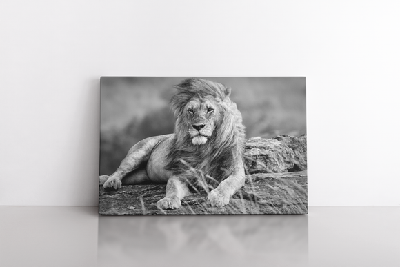 Portrait Shot of a Male Lion