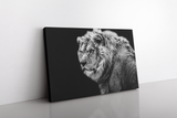 Black and White Lion with Black Background