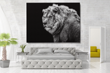 Black and White Lion with Black Background