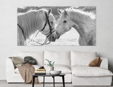 Portrait of White Horses