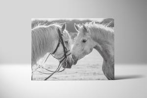 Portrait of White Horses