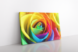 Colorful Rose